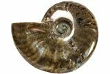 Red Flash Ammonite Fossil - Madagascar #187306-1